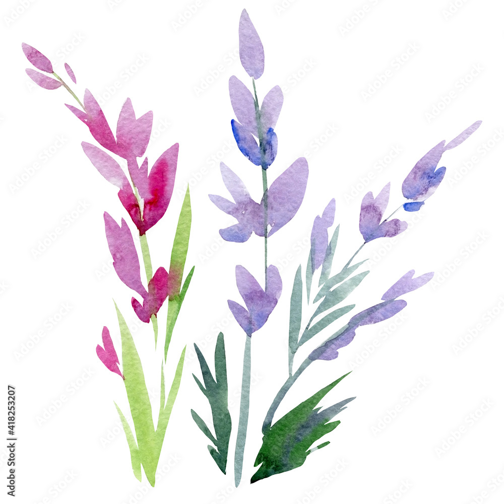 Lavender, abstract flowers on an isolated white background, painted with watercolor