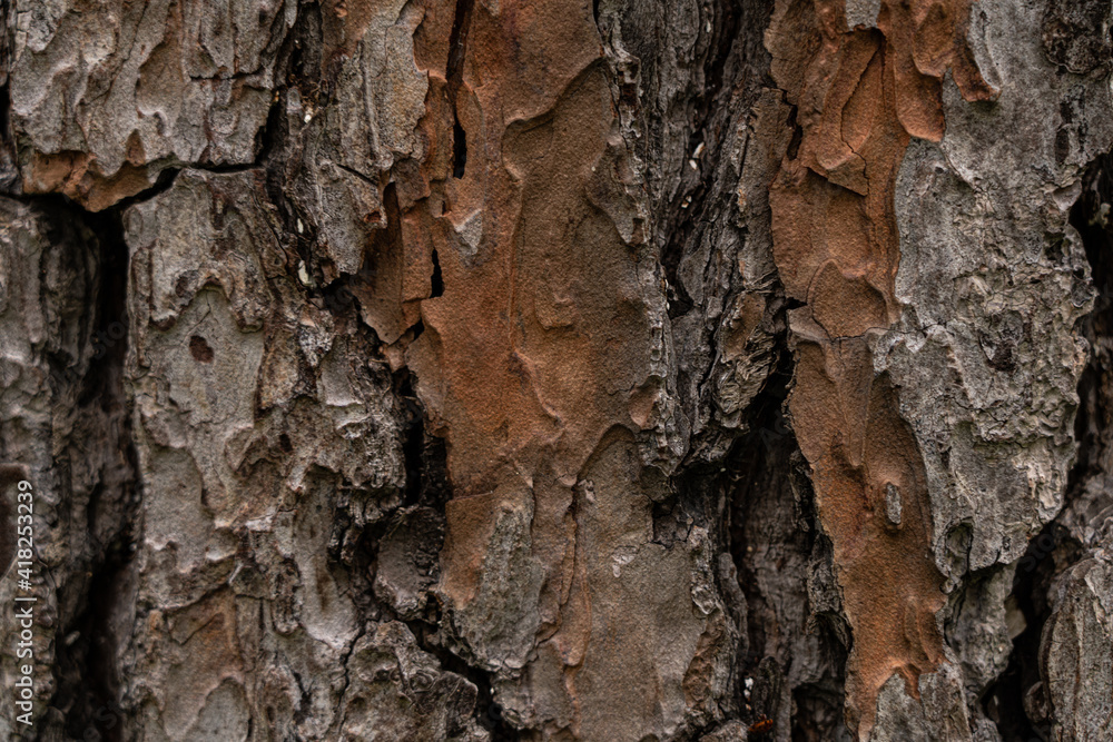 Textured background in the form of tree bark Textured background in the form of tree bark
