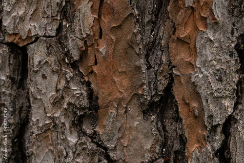 Textured background in the form of tree bark