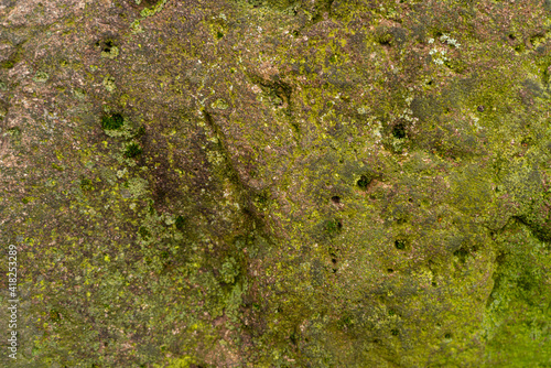 Textured background in the form of moss on the stone