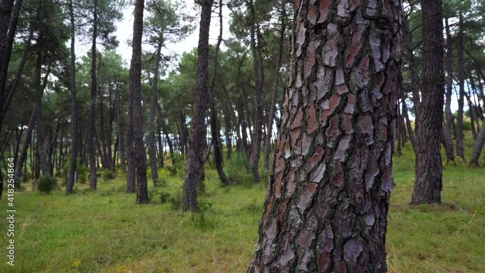 Mediterranean pine forest, tall trees, wild plants, green nature in summer. Atazar Madrid Mediterranean pine forest, tall trees, wild plants, green nature in summer. Atazar Madrid
