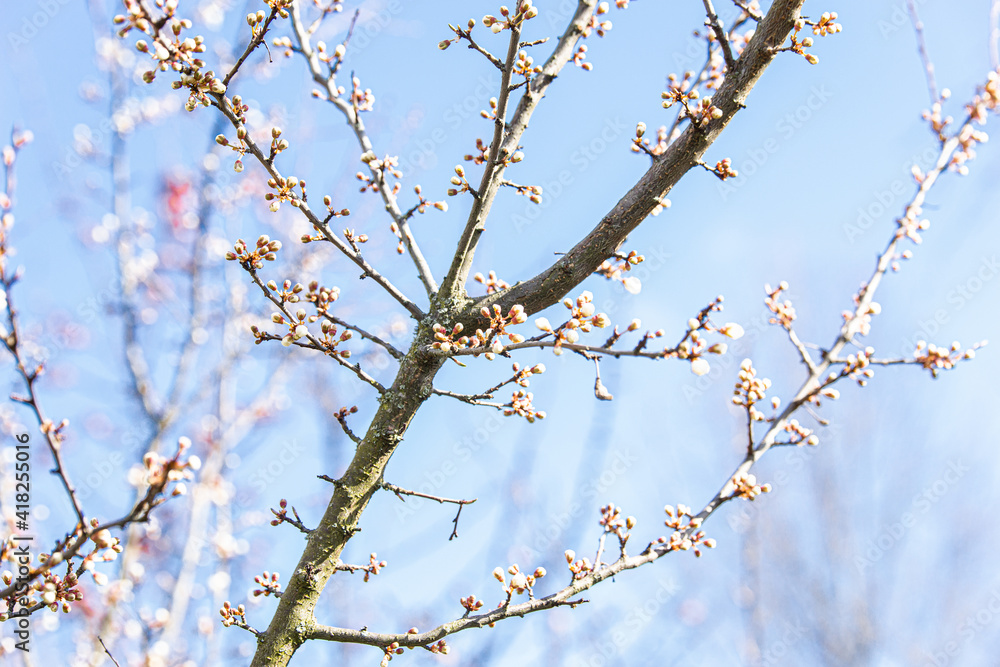 spring blossoms branch pink