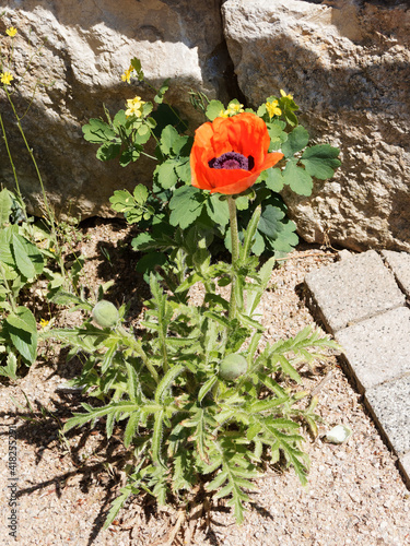 (Papaver orientale) Orientalischer Mohn 'Brillant' oder Garten-Mohn. Gesamte Pflanze mit leuchtend roten großen Blüte in Mai und mittelgrüne, lanzettlich geformte an den Rändern gesägte Laub photo