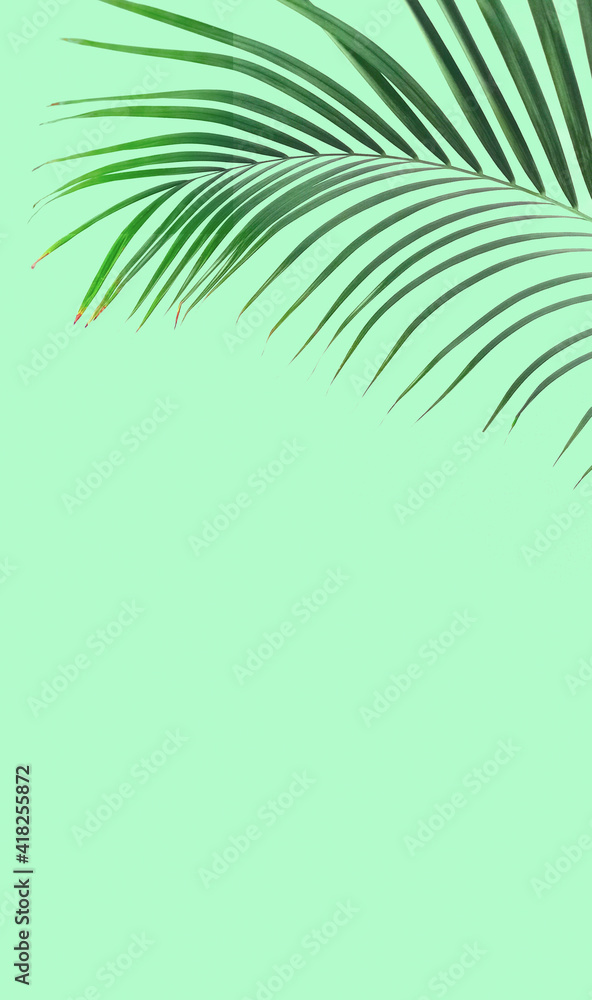 Palm leaf isolated on green background copy spase Palm leaf isolated on green background copy spase