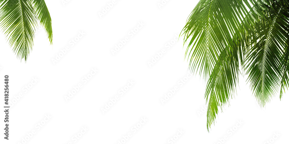 Green palm leaves white background isolated closeup, palm leaf corner border, palm branches frame, palm tree, tropical foliage banner, exotic pattern, decoration, design element, empty text copy space