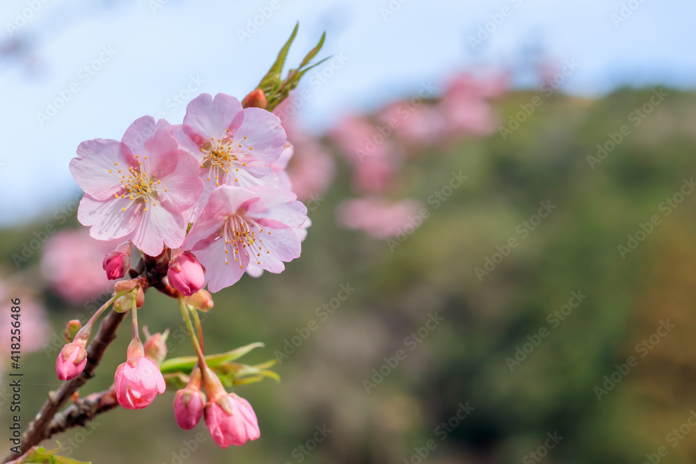 河津桜 接写 見帰りの滝付近 佐賀県唐津市 河津桜 接写 見帰りの滝付近 佐賀県唐津市