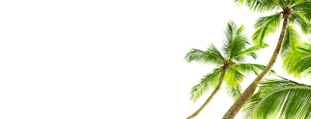Green palm leaves white background isolated closeup, palm leaf corner border, palm branches frame, palm tree, tropical foliage banner, exotic pattern, decoration, design element, empty text copy space