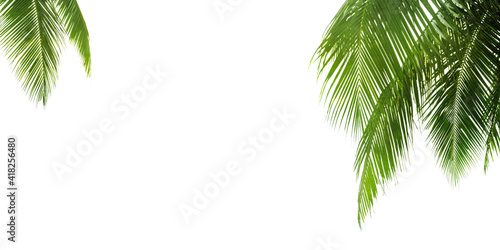 Green palm leaves white background isolated closeup  palm leaf corner border  palm branches frame  palm tree  tropical foliage banner  exotic pattern  decoration  design element  empty text copy space