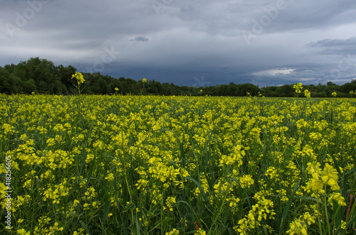 Rapeseed yellow field in cloudy weather in summer  Pskov region  Russia 