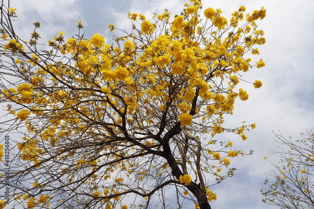 Handroanthus chrysotrichus or Golden Trumper tree  bloom in  hong kong