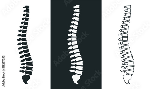 Side view of the spine on a white and black background. Vector illustration