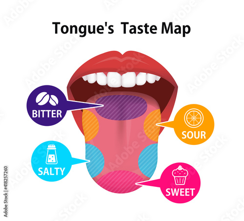 Taste areas of human tongue vector illustration