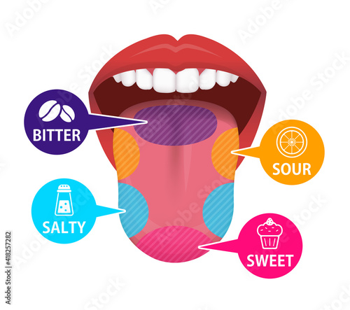 Taste areas of human tongue vector illustration