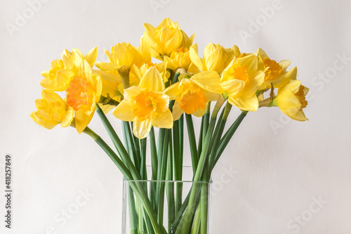 spring daffodil flowers on vase isolated