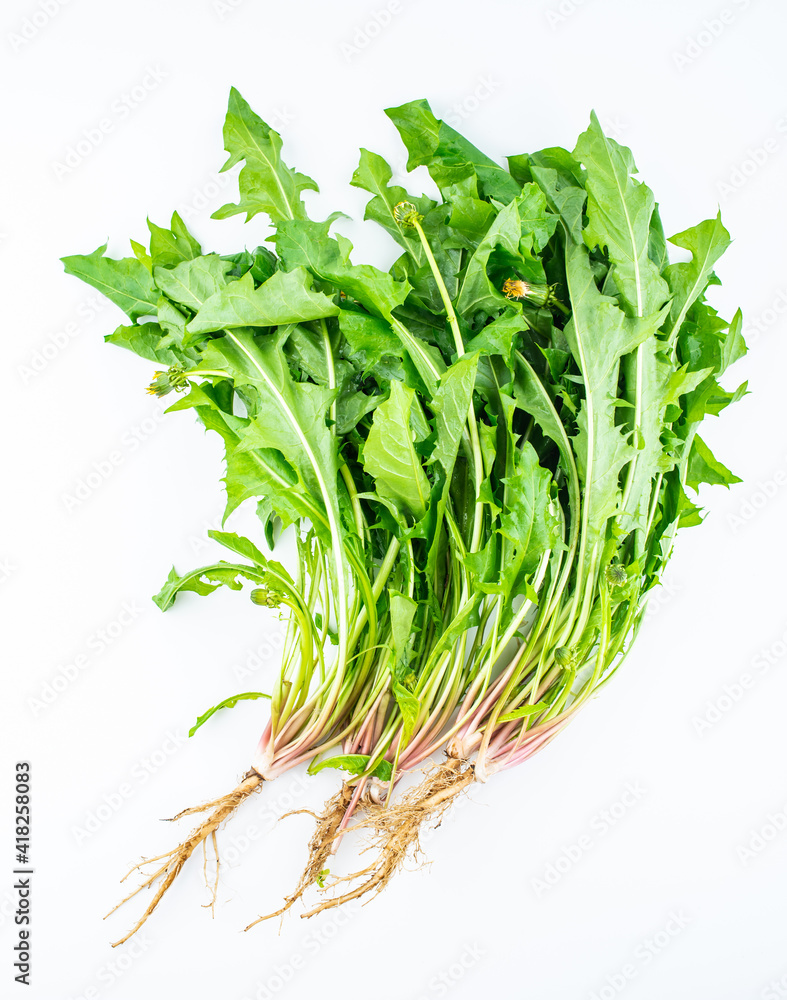 Spring seasonal wild vegetable dandelion Spring seasonal wild vegetable dandelion