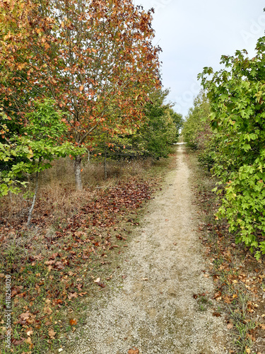 Pathway in french landes park pine forest in autumn season