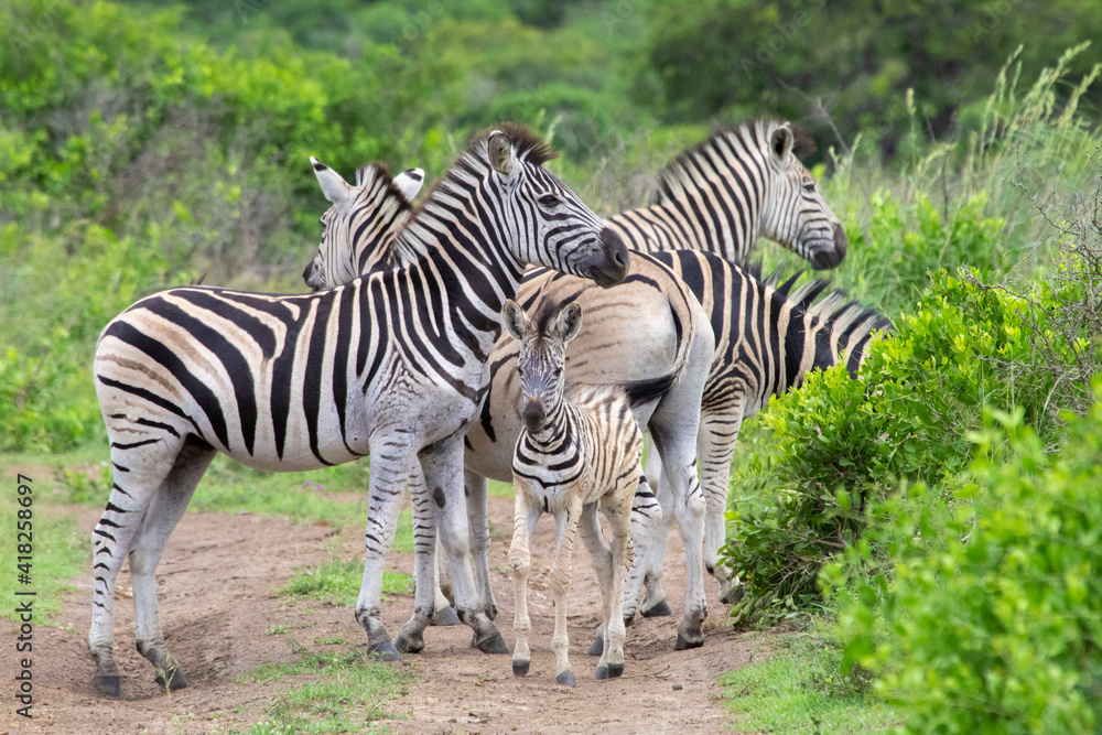 Fototapeta premium zebra in the wild