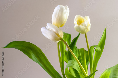 spring white tulip flowers isolated