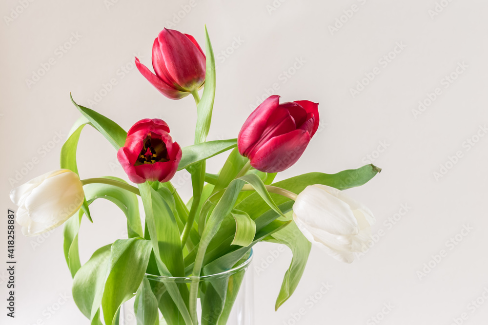 spring red and white tulip flowers in glass vase isolated spring red and white tulip flowers in glass vase isolated