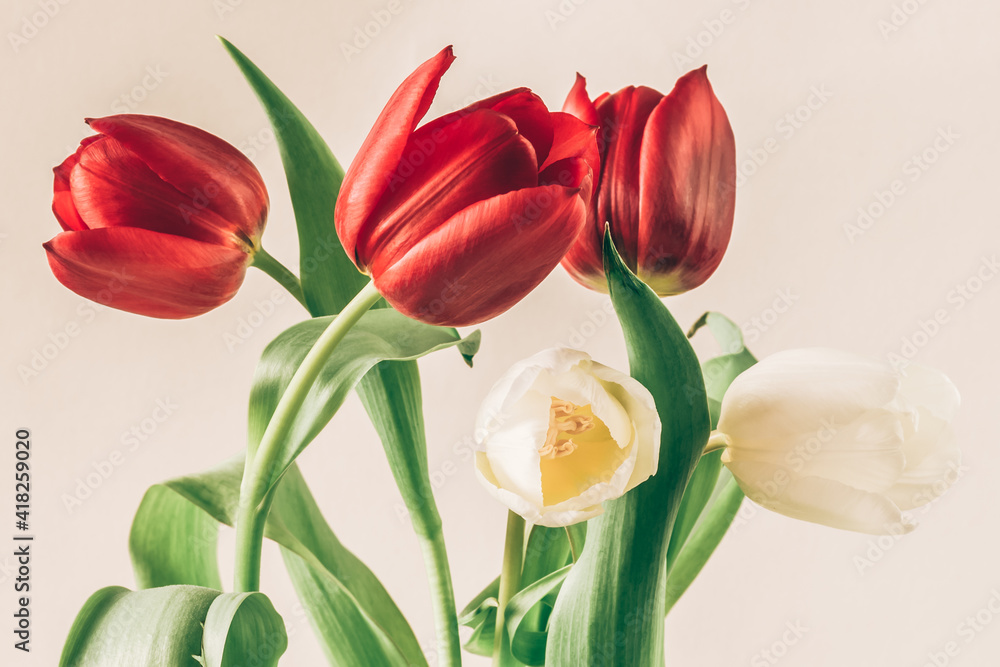 Fototapeta premium spring red and white tulip flowers in glass vase isolated
