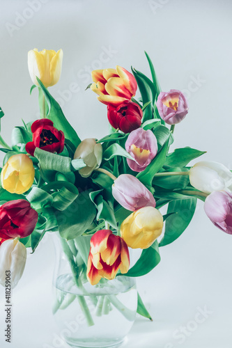 spring blooming tulip flowers in vase