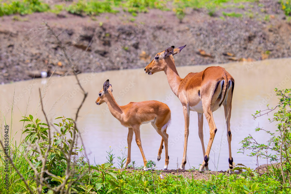 impala in the wild impala in the wild