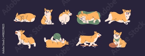 Set of cute little corgis playing, lying, sleeping and running. Funny active dog or puppy. Front, back and side view of adorable crazy doggy. Colored flat vector isolated illustration of happy pet