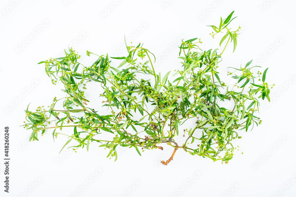 Fresh Chinese Herbal Medicine Snake Grass