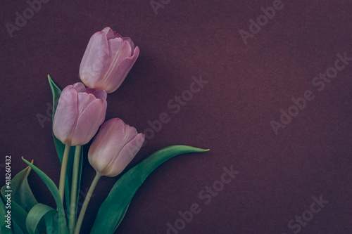 Fototapeta Naklejka Na Ścianę i Meble -  pink tulip flowers,dark background, copy space