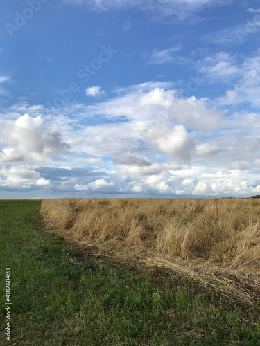 landscape  sky  field  grass  nature  meadow  summer  cloud  blue  road  agriculture  rural  green  clouds  farm  wheat  horizon  countryside  country  autumn  land  view  outdoors  beautiful  scene
