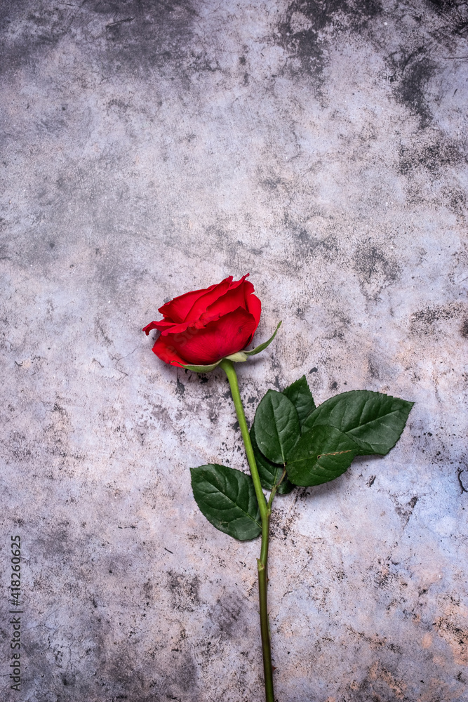 Single red rose on a textured stone background with copy space and room for text Single red rose on a textured stone background with copy space and room for text