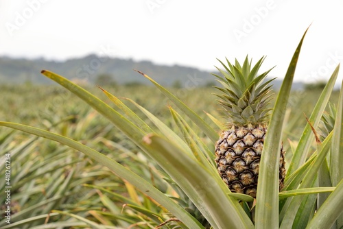 Pineapple (Ananas comosus) Taiwan loves tropical fruits.