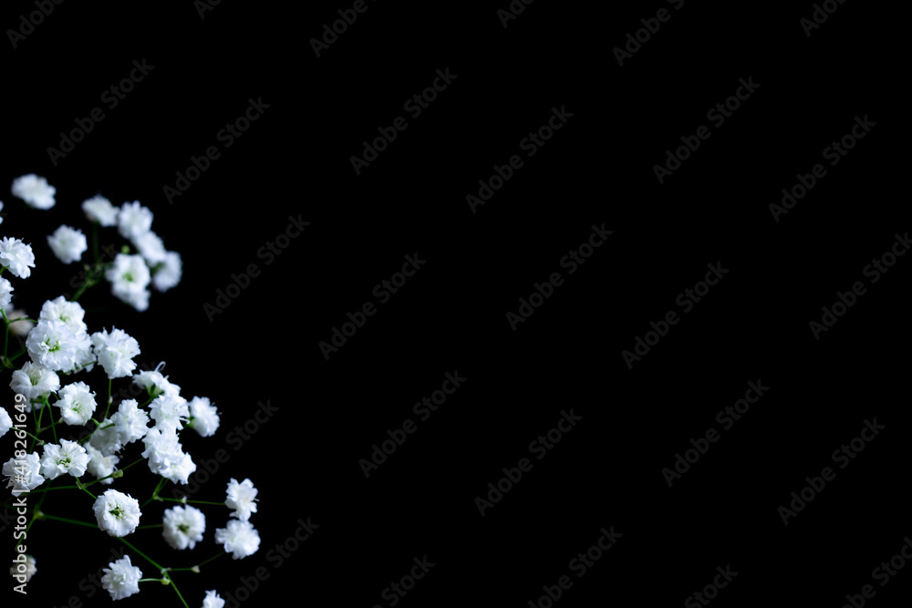 Fresh flowers bunch natural white gypsophila baby's, many tiny flowers on black background, contrast of object against background, copy space Fresh flowers bunch natural white gypsophila baby's, many tiny flowers on black background, contrast of object against background, copy space