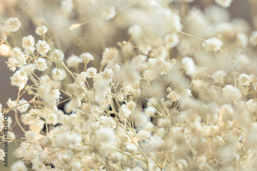Canvastavla Dried flowers bunch natural white gypsophila baby's in warm light, many tiny flo