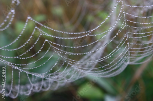 dew on the grass web on the web dew drops on the web in the grass meadow dew dew in the field