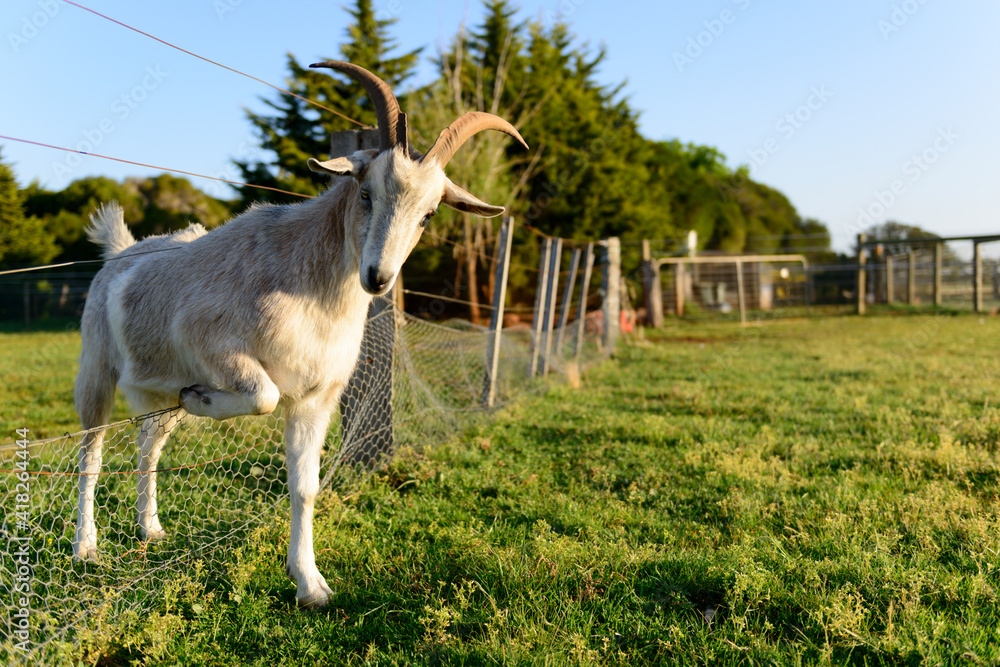 Fototapeta premium Billy Goat on a farm in Rockbank, Victoria, Australia