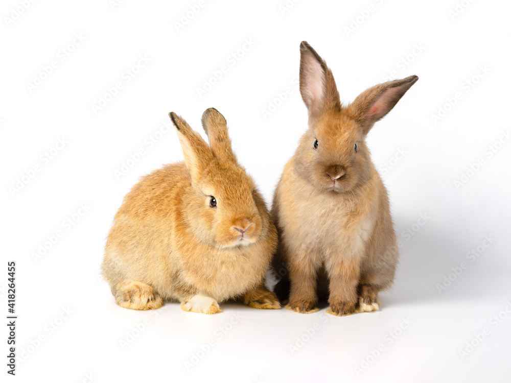 Obraz premium Action of two cute adorable brown bunny rabbits on white background. Lovely action of adorable baby rabbit