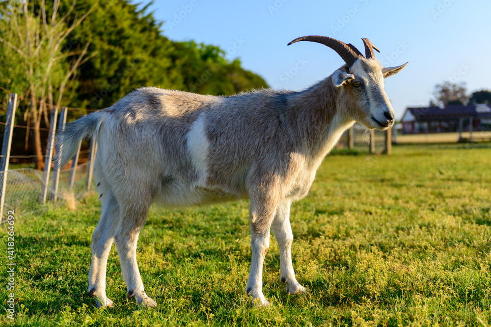 Billy Goat on a farm in Rockbank, Victoria, Australia Billy Goat on a farm in Rockbank, Victoria, Australia