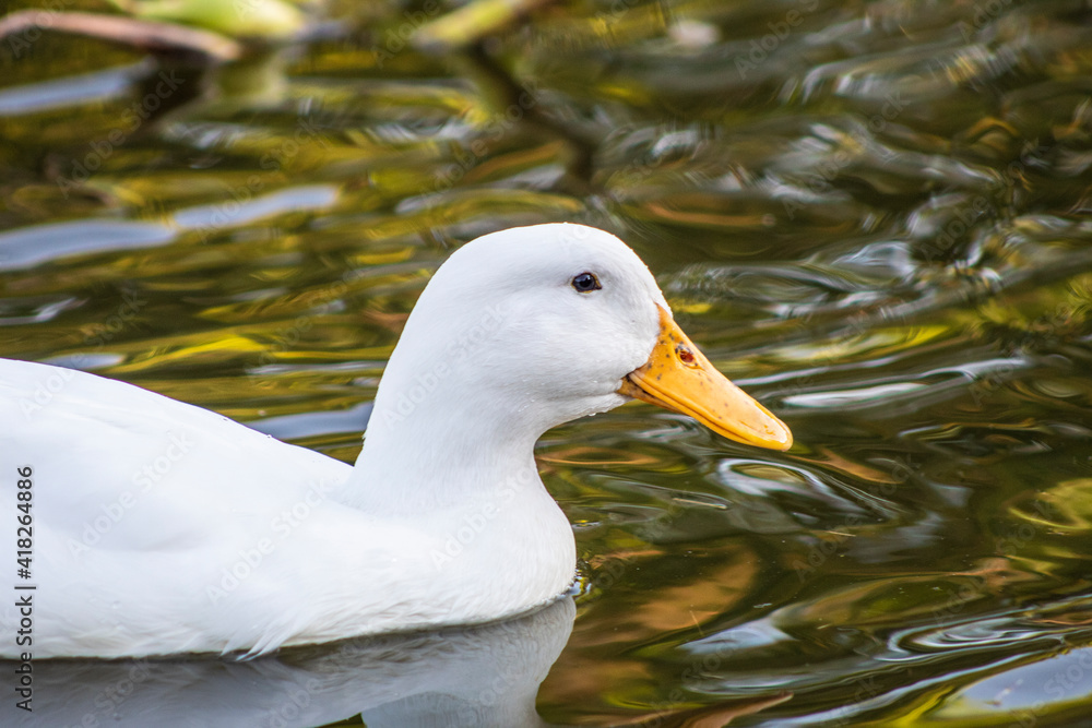 duck on the water