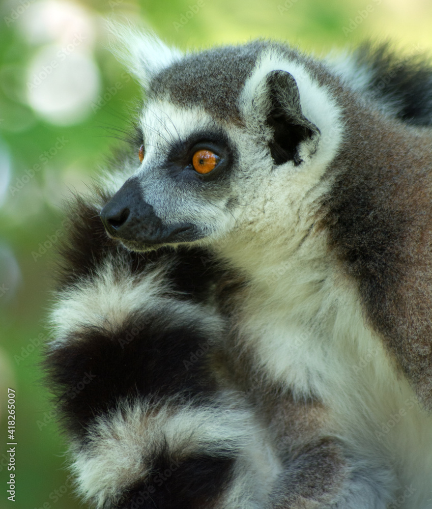 ring tailed lemur ring tailed lemur