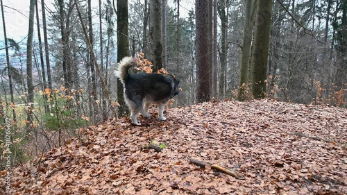Alaskan Malamute dog peeing in the woods. Forest floor covered with dead leaves. Beautiful purebred canine. Wide angle, real time