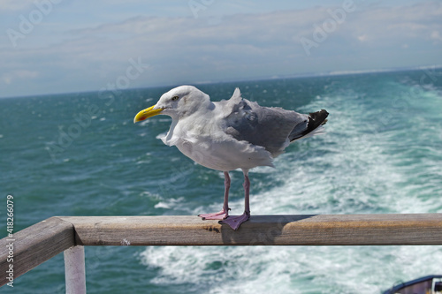 Seagull sitting on a ship railing.Traject in the wind