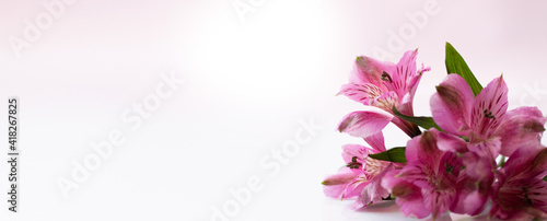 Flowers of alstromeria on a bright background. Front view. photo