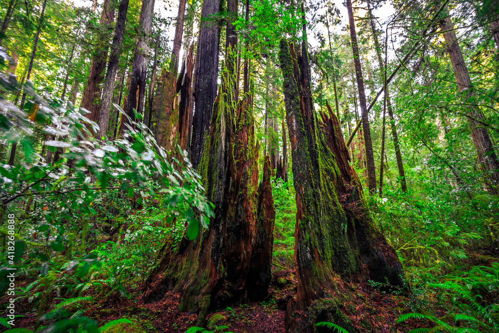 Fototapeta premium Sunrise in the Redwoods, Redwoods National and State Parks, California