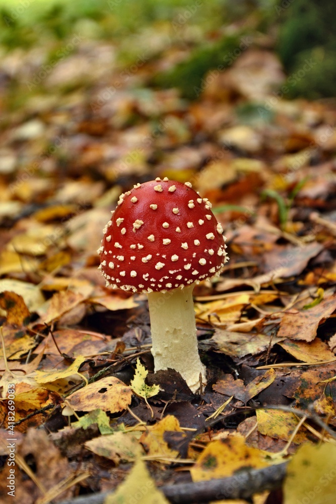 Mushroom
Nature
Forest
Macro
Fly agaric
moss Mushroom
Nature
Forest
Macro
Fly agaric
moss