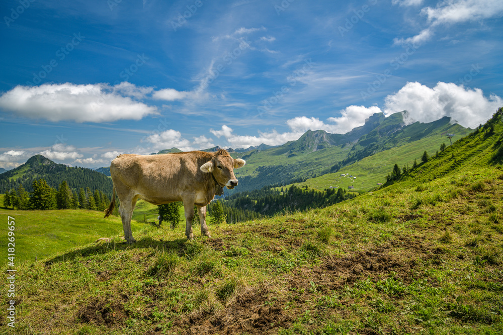 Cow model posing in Hoch Ybrig in Switzerland Cow model posing in Hoch Ybrig in Switzerland