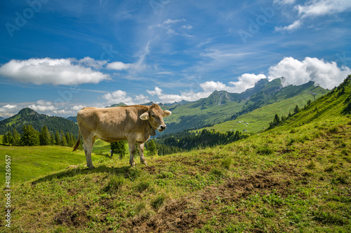 Cow model posing in Hoch Ybrig in Switzerland