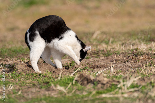 Fototapeta Naklejka Na Ścianę i Meble -  砂を掻くしぐさ　白黒猫