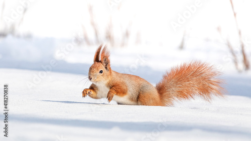 Tamia Sciurus hudsonicus red squirrel on white snow. © maykal