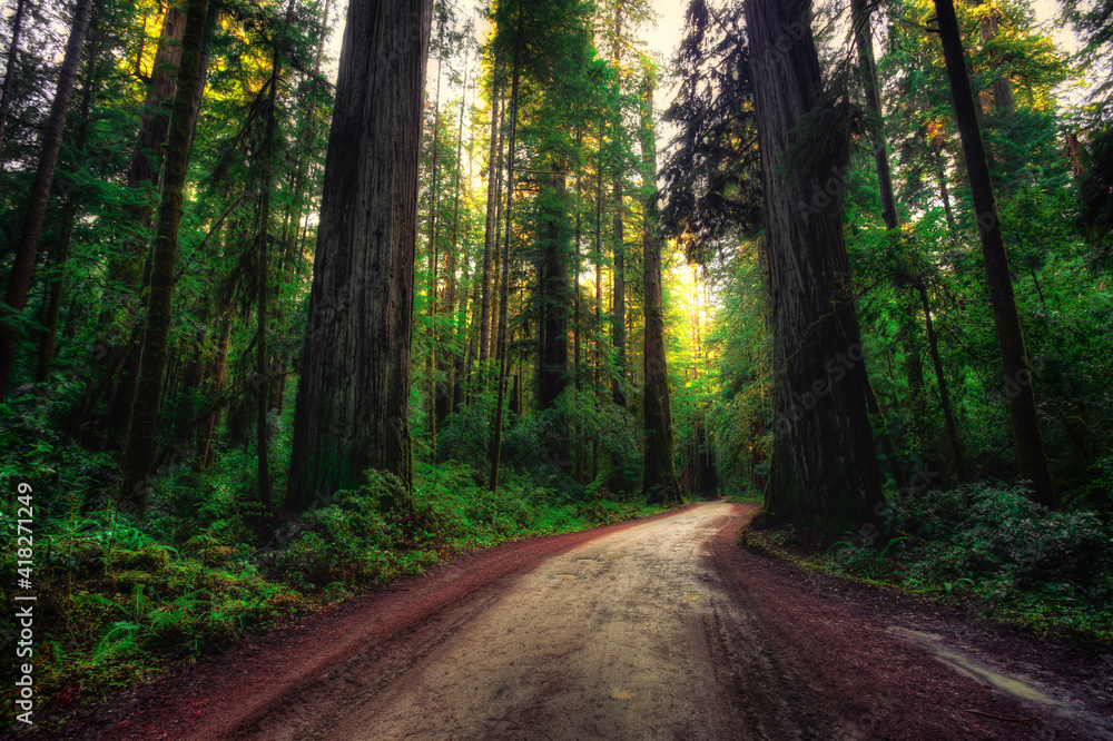 Fototapeta premium Road through the Redwoods, Redwoods National and State Parks, California